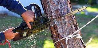 How Our Tree Care Process Works  in  La Conner, WA