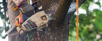 Best Tree Removal  in La Conner, WA