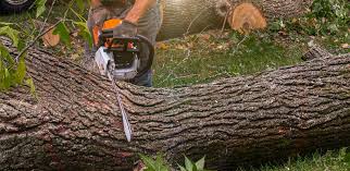 Professional Tree Care in La Conner, WA