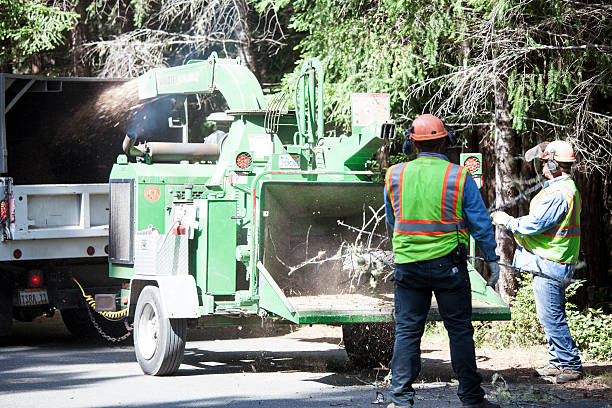 Best Tree Disease Treatment  in La Conner, WA